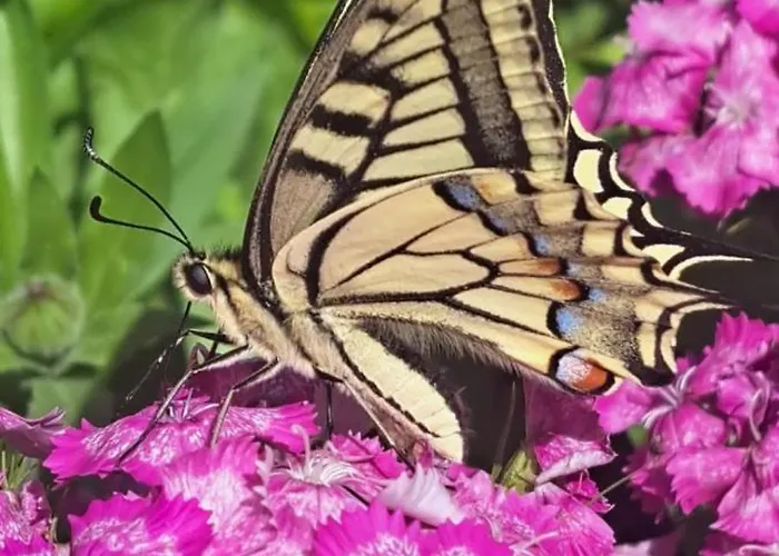 Haus Weissenbach Weissenbach am Lech