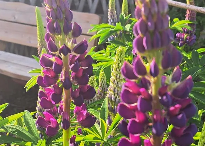 Apartman Haus Weissenbach Weissenbach am Lech